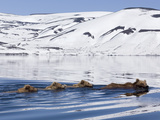 Brown Bear (Ursus Arctos) Mother and Three Cubs Swimming, Kamchatka, Russia Photographic Print by Sergey Gorshkov/Minden Pictures