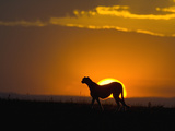 Cheetah (Acinonyx Jubatus) Female Silhouetted at Sunset, Maasai Mara Reserve, Kenya Photographic Print by Suzi Eszterhas/Minden Pictures
