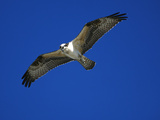 Osprey (Pandion Haliaetus) in Flight, Long Island, New York Photographic Print by Tom Vezo/Minden Pictures