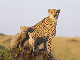 Cheetah (Acinonyx Jubatus) Mother and Eight Week Old Cubs, Maasai Mara Reserve, Kenya Photographic Print by Suzi Eszterhas/Minden Pictures