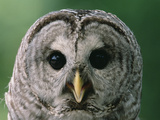 Barred Owl (Strix Varia), North America Photographic Print by Gerry Ellis