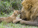 African Lion (Panthera Leo)Cub Playing with Adult Male, Vulnerable, Masai Mara Nat'l Reserve, Kenya Photographie par Suzi Eszterhas/Minden Pictures