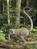 Crowned Lemur (Eulemur Coronatus) Female, Ankarana Special Reserve, Madagascar Fotografisk tryk af Thomas Marent/Minden Pictures Crowned Lemur (Eulemur Coronatus) Female, Ankarana Special Reserve, Madagascar Fotografisk tryk af Thomas Marent/Minden Pictures