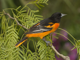 Baltimore Oriole (Icterus Galbula) Male Perched on a Branch, Rio Grande Valley, Texas Photographic Print by Tom Vezo/Minden Pictures
