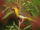 Bullock's Oriole (Icterus Bullockii) Juvenile Male, Santa Rita Mountains, Arizona Fotografie-Druck von Tom Vezo/Minden Pictures