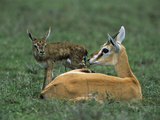 Thomson's Gazelle (GazellaThomsoni) Newborn Fawn, NgorongoroConservationArea, Tanzania, East Africa Photographic Print by Suzi Eszterhas/Minden Pictures
