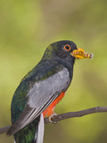 Elegant Trogon (Trogon Elegans) Male with Caterpillar in it's Beak, Santa Rita Mountains, Arizona Fotografie-Druck von Tom Vezo/Minden Pictures