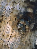 Red Squirrel (Tamiasciurus Hudsonicus) Four Young at Entrance to Nest in a Tree, Alaska Photographic Print by Michael S. Quinton