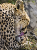 Cheetah (Acinonyx Jubatus) Mother Grooming Six Day Old Cub, Maasai Mara Reserve, Kenya Photographic Print by Suzi Eszterhas/Minden Pictures