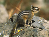 Lodgepole Chipmunk (Tamias Speciosus) Portrait on Rocks, Yellowstone Nat'l Park, Wyoming Photographic Print by Tom Vezo/Minden Pictures