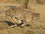 Cheetah (Acinonyx Jubatus) Running, Cheetah Conservation Fund, Namibia Lámina fotográfica por Suzi Eszterhas/Minden Pictures Cheetah (Acinonyx Jubatus) Running, Cheetah Conservation Fund, Namibia Lámina fotográfica por Suzi Eszterhas/Minden Pictures