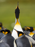 King Penguin (Aptenodytes Patagonicus) Calling, Volunteer Point, East Falkland, Falkland Islands Fotografie-Druck von Luciano Candisani/Minden Pictures