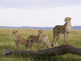 Cheetah (Acinonyx Jubatus) Mother and 6 Month Old Cubs, Masai Mara Nat'l Reserve, Kenya Lámina fotográfica por Suzi Eszterhas/Minden Pictures Cheetah (Acinonyx Jubatus) Mother and 6 Month Old Cubs, Masai Mara Nat'l Reserve, Kenya Lámina fotográfica por Suzi Eszterhas/Minden Pictures