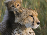 Cheetah (Acinonyx Jubatus) Eight Week Old Cub Playing with Mother, Maasai Mara Reserve, Kenya Photographie par Suzi Eszterhas/Minden Pictures