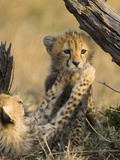 Cheetah (Acinonyx Jubatus) Six to Eight Week Old Cubs Playing, Maasai Mara Reserve, Kenya Lámina fotográfica por Suzi Eszterhas/Minden Pictures Cheetah (Acinonyx Jubatus) Six to Eight Week Old Cubs Playing, Maasai Mara Reserve, Kenya Lámina fotográfica por Suzi Eszterhas/Minden Pictures