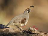 Gambel's Quail (Callipepla Gambelii) Male, Santa Rita Mountains, Arizona Fotografie-Druck von Tom Vezo/Minden Pictures
