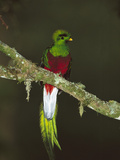 Resplendent Quetzal (Pharomachrus Mocinno) Female Perching in a Tree, Costa Rica Photographie par Tom Vezo/Minden Pictures