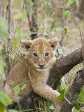 African Lion (Panthera Leo) 6 to 7 Week Old Cub Playing on Tree, Masai Mara Nat'l Reserve, Kenya Photographie par Suzi Eszterhas/Minden Pictures