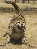 Cheetah (Acinonyx Jubatus) Hissing, Cheetah Conservation Fund, Namibia Lámina fotográfica por Suzi Eszterhas/Minden Pictures Cheetah (Acinonyx Jubatus) Hissing, Cheetah Conservation Fund, Namibia Lámina fotográfica por Suzi Eszterhas/Minden Pictures