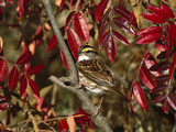 White-Throated Sparrow (Zonotrichia Albicollis) Perching in Bush, Long Island, New York Fotografie-Druck von Tom Vezo/Minden Pictures