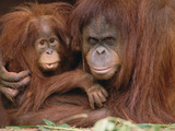 Orangutan (Pongo Pygmaeus) Mother and Baby, Endangered, Melbourne Zoo, Australia Photographic Print by Gerry Ellis