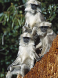 Grey or Common Langur (Semnopithecus Entellus) Trio in the Himalayan Mountains Photographic Print by Cyril Ruoso