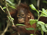 Thomas Marent/Minden Pictures - Orangutan (Pongo Pygmaeus) Baby, Camp Leaky, Tanjung Puting Nat'l Park, Indonesia - Fotografik Baskı