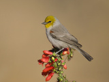 Verdin (Auriparus Flaviceps) Male, Santa Rita Mountains, Arizona Fotografie-Druck von Tom Vezo/Minden Pictures