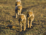 Cheetah (Acinonyx Jubatus) Six to Eight Week Old Cubs, Maasai Mara Reserve, Kenya Lámina fotográfica por Suzi Eszterhas/Minden Pictures Cheetah (Acinonyx Jubatus) Six to Eight Week Old Cubs, Maasai Mara Reserve, Kenya Lámina fotográfica por Suzi Eszterhas/Minden Pictures