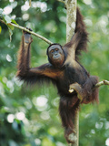 Orangutan (Pongo Pygmaeus) Adult Sitting in Tree, Endangered, Borneo Photographic Print by Cyril Ruoso