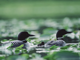 Common Loon (Gavia Immer) Mated Couple Swimming Among Water Plants, Wyoming Lámina fotográfica por Michael S. Quinton Common Loon (Gavia Immer) Mated Couple Swimming Among Water Plants, Wyoming Lámina fotográfica por Michael S. Quinton