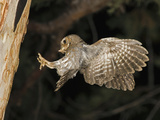Elf Owl (Micrathene Whitneyi) Landing with Prey in Beak, Santa Rita Mountains, Arizona Fotografie-Druck von Tom Vezo/Minden Pictures
