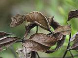 Fantastic Leaf-Tail Gecko (Uroplatus Phantasticus), Andasibe-Mantadia Nat'l Park, Madagascar Photographie par Thomas Marent/Minden Pictures