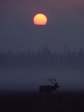 Elk or Wapiti (Cervus Elaphus) Silhouetted on Smoky Horizon, Yellowstone, Wyoming Photographic Print by Michael S. Quinton