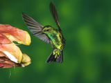 Western Emerald (Chlorostilbon Melanorhynchus) Hummingbird Feeding on Flower, Andes, Ecuador Photographic Print by Tom Vezo/Minden Pictures