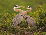 Great Blue Heron (Ardea Herodias) Pair Interacting on Nest in Mangroves, Venice, Florida Fotografie-Druck von Tom Vezo/Minden Pictures