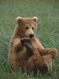 Grizzly Bear (Ursus Arctos Horribilis) Cub Playing, Katmai Nat'l Park, Alaska Photographie par Suzi Eszterhas/Minden Pictures