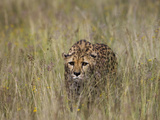 Cheetah (Acinonyx Jubatus) in Long Grass, Cheetah Conservation Fund, Otijwarongo, Namibia Lámina fotográfica por Suzi Eszterhas/Minden Pictures Cheetah (Acinonyx Jubatus) in Long Grass, Cheetah Conservation Fund, Otijwarongo, Namibia Lámina fotográfica por Suzi Eszterhas/Minden Pictures