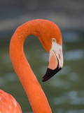 Greater Flamingo (Phoenicopterus Ruber) Portrait, San Diego Zoo, California Fotografie-Druck von Tom Vezo/Minden Pictures