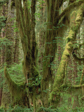 Temperate Rainforest, Queets River Valley, Olympic National Park, Washington Photographic Print by Gerry Ellis