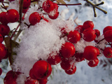 Snow on the Berries of a Heavenly Bamboo, Nandina Domestica, Plant Photographie par Kent Kobersteen
