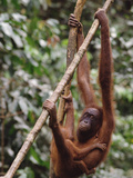 Orangutan (Pongo Pygmaeus) Mother and Baby, Orangutan Wildlife Center, Borneo Photographic Print by Gerry Ellis