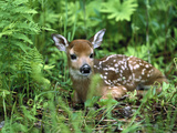 White-Tailed Deer (Odocoileus Virginianus) Fawn Amid Ferns, North America Fotografie-Druck von Konrad Wothe