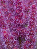 Close Up of Stalks of Pink and Purple Flowers Photographic Print by Joe Petersburger