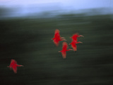 Scarlet Ibis (Eudocimus Ruber) Flock Flying, Trinidad, West Indies, Caribbean Fotografiskt tryck av Konrad Wothe Scarlet Ibis (Eudocimus Ruber) Flock Flying, Trinidad, West Indies, Caribbean Fotografiskt tryck av Konrad Wothe