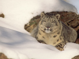 Snow Leopard (Uncia Uncia) Two Years Old, Himalayan Region Photographic Print by Gerry Ellis