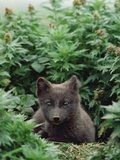 Arctic Fox (Alopex Lagopus) Young Pup, Arctic North America Lámina fotográfica por Gerry Ellis
