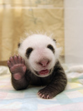 Giant Panda (Ailuropoda Melanoleuca) Cub, Wolong Nature Reserve, China Photographie par Katherine Feng