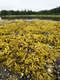 Rock Weed (Fucus Gardneri) at Low Tide, Pleasant Bay, Admiralty Island, Alaska Lámina fotográfica por Konrad Wothe Rock Weed (Fucus Gardneri) at Low Tide, Pleasant Bay, Admiralty Island, Alaska Lámina fotográfica por Konrad Wothe