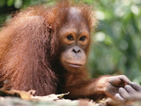 Orangutan (Pongo Pygmaeus), Orangutan Wildlife Center, Borneo Photographic Print by Gerry Ellis